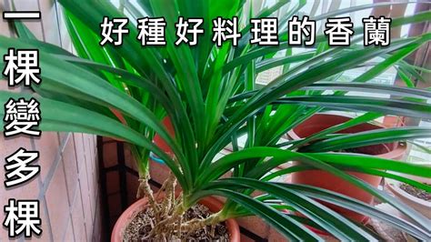 班蘭葉種植方法|班蘭葉的種植方法